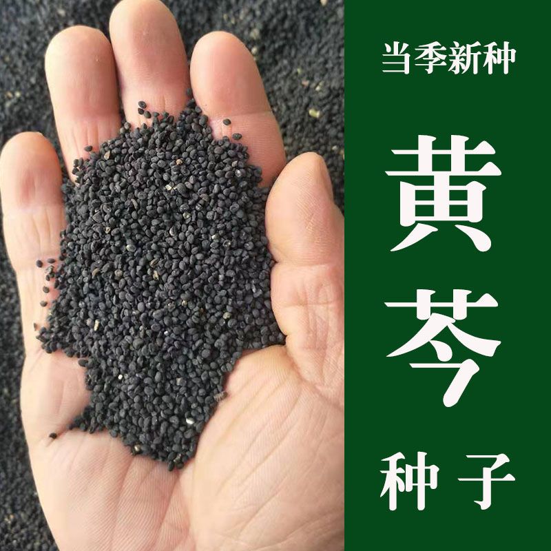 黄芩种子散装优质纯新黄芩籽中草药四季播种北方中药材种子多年生