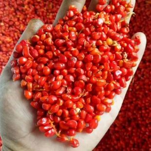 重楼种子正宗云南七叶一枝花新鲜独角莲高杆大叶重楼种苗矮杆多芽