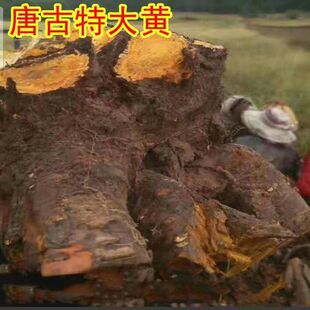 新产优质大黄种子掌叶大黄种子纯新大黄籽马蹄大黄唐古特大黄包邮