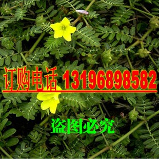 新采散装蒺藜种子 名茨 旁通 屈人止行休羽 升推 白蒺藜种子包邮