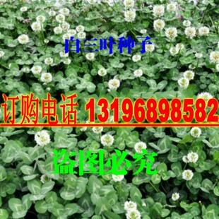 白花三叶草种子红花三叶草种子草籽红花醡浆草园林绿化草坪种子