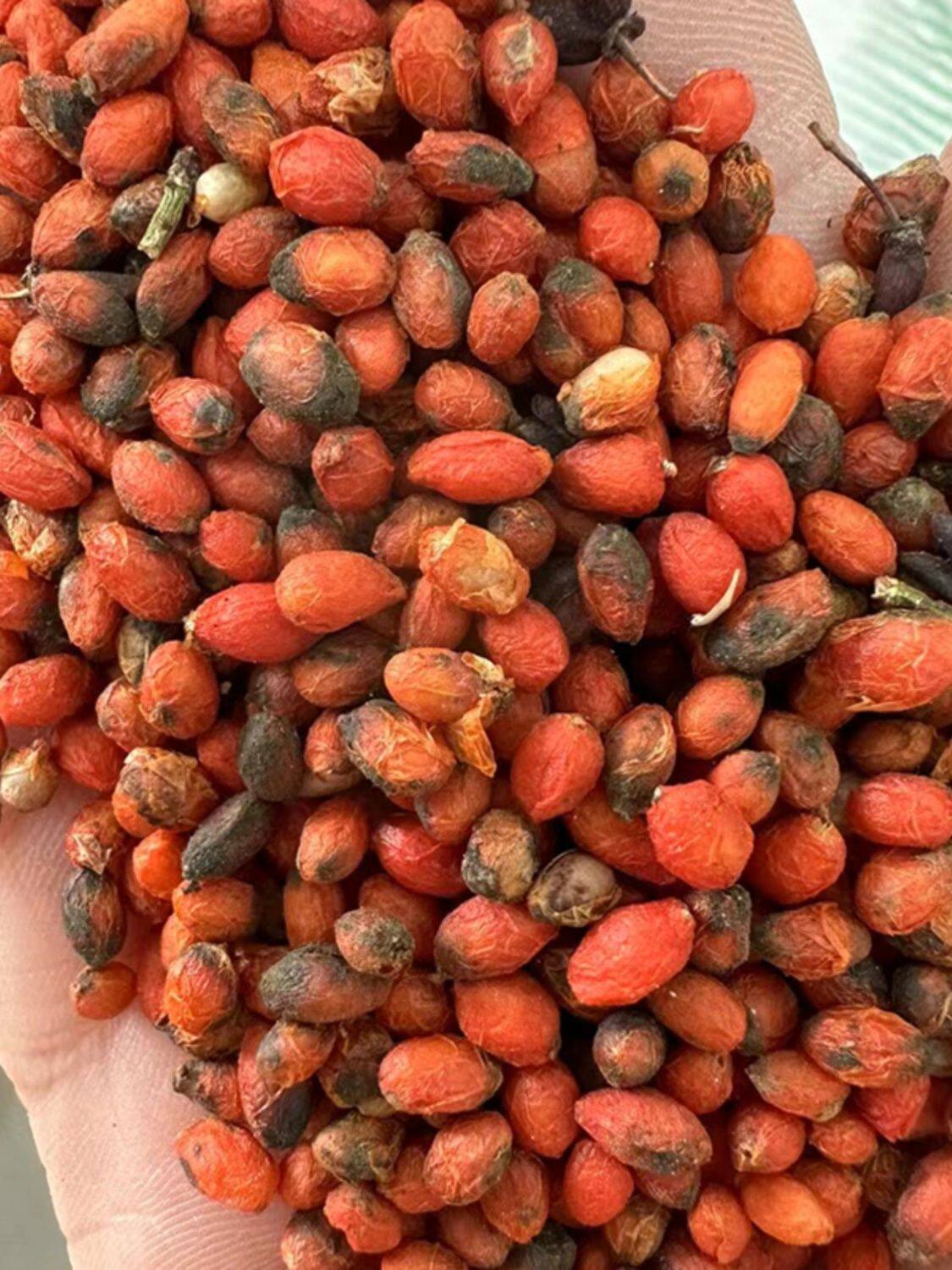 鬼箭羽种子卫矛六月凌四面锋蓖箕柴四棱树山鸡条子四面戟见肿消