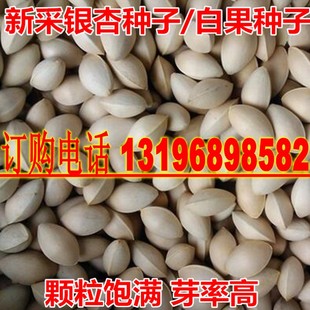 银杏种子  可食用 白果树 银杏树种子 特级银杏 绿化占地用种