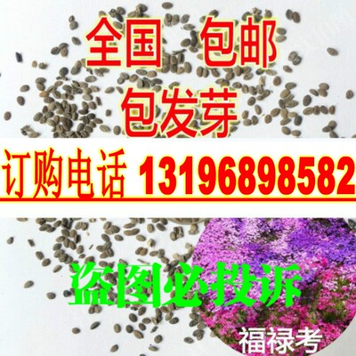进口宿根丛生福禄考种子包邮