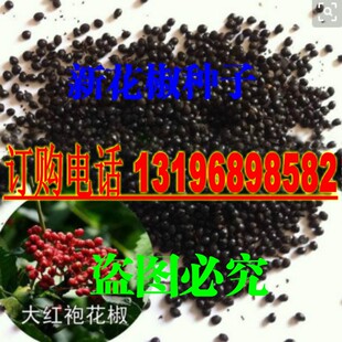 新大红袍花椒种子 九叶青 韩城花椒树种子 四川无刺花椒种子包邮