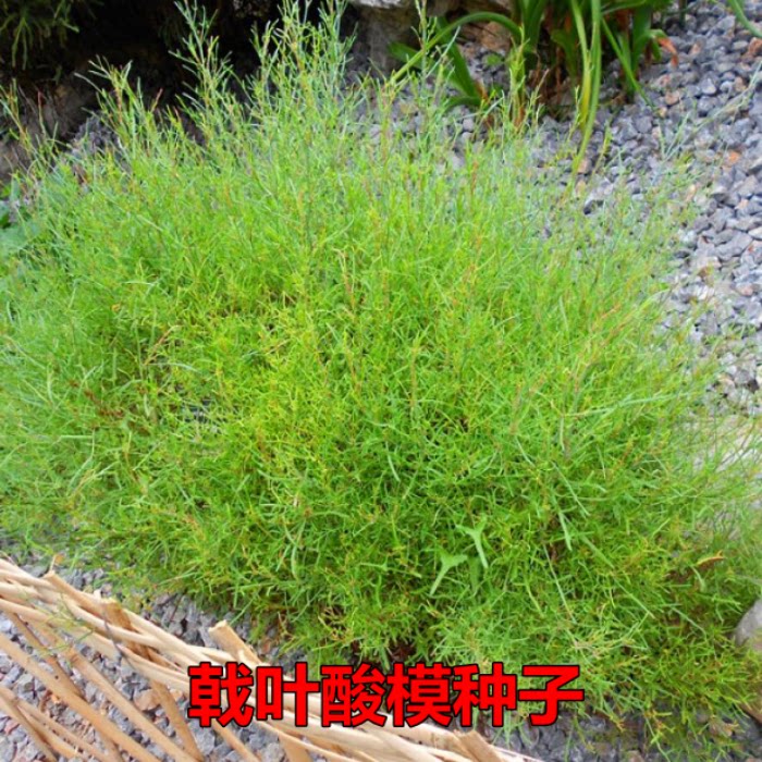 戟叶酸模种子 茎多分枝 老技木质 叶簇生 生长海拔高或沟谷种籽