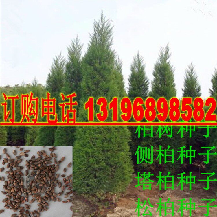 墓地种子松树圆柏包邮图片