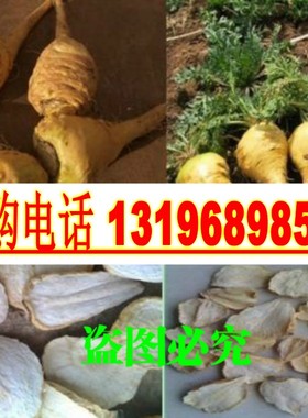 优质丽江黑玛卡种子紫黄玛咖正品玛卡果秘鲁黑色玛咖种籽玛卡种子