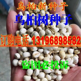 乌桕种子新采乌桕树苗种籽子山乌桕腊子树桕子木子树林木包邮散装