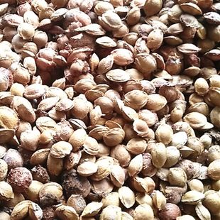 杏树种子山杏种子山杏核 林木种子多年生野山杏 量大从优