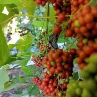 正宗野生粉防己种子土木香干籽千金藤汉防己地苦胆金线吊葫芦种籽