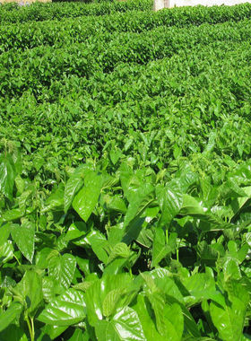 大叶蚕桑种子 强桑一号 养蚕喂蚕桑叶树种子 农桑14号 饲料桑葚籽