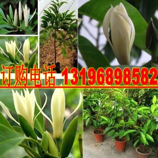 黄桷兰种子/黄角兰种子/黄果兰树种/木兰种子/白兰花种子缅桂树种