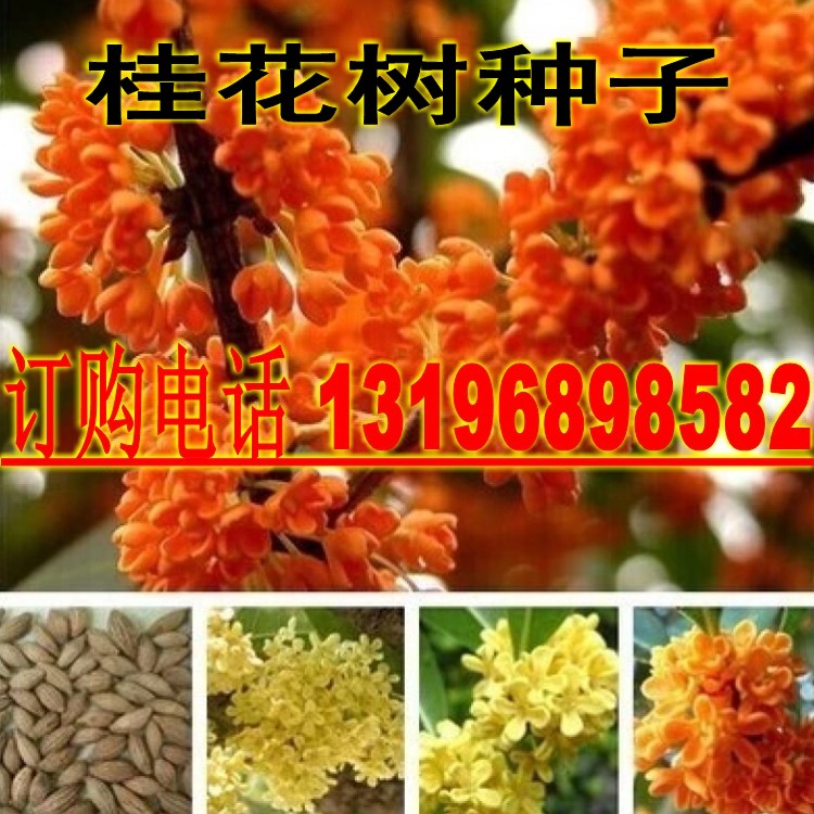 桂花种子 金桂丹桂种子沉香桂四季桂八月桂花籽 朱砂桂树种子