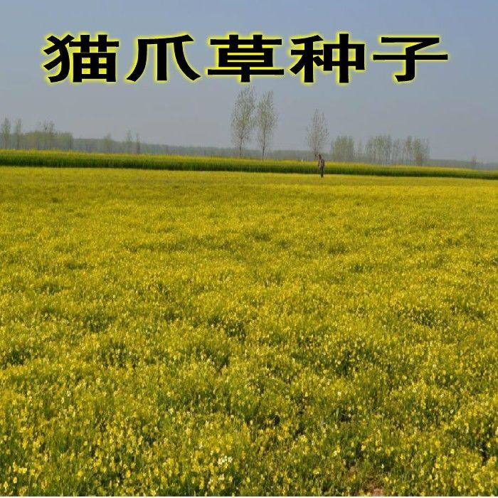 新采药材种子 猫爪草种子 猫爪草种籽 发芽率高 质量保障