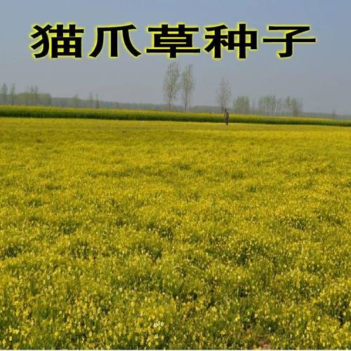 新采药材种子 猫爪草种子 猫爪草种籽 发芽率高 质量保障