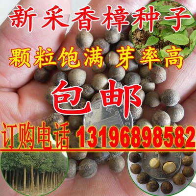 香樟种子凤凰木玉兰树种子