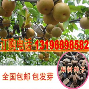 果树种子 杜梨种子 棠梨籽海棠梨 野生酸梨种子 南方梨树种子包邮