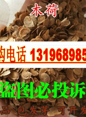 林木种子木荷种子木荷树种荷木种籽荷树种子花木种子