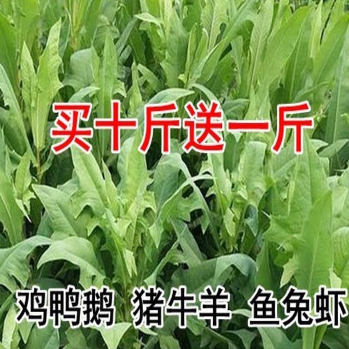 苦荬菜牧草种子南方北方多年生苦麦菜种子猪牛羊鱼鸡鸭鹅 - 封面