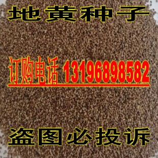 药材种子毛地黄种子洋地黄自由钟指顶花金钟心脏草等狐狸手套