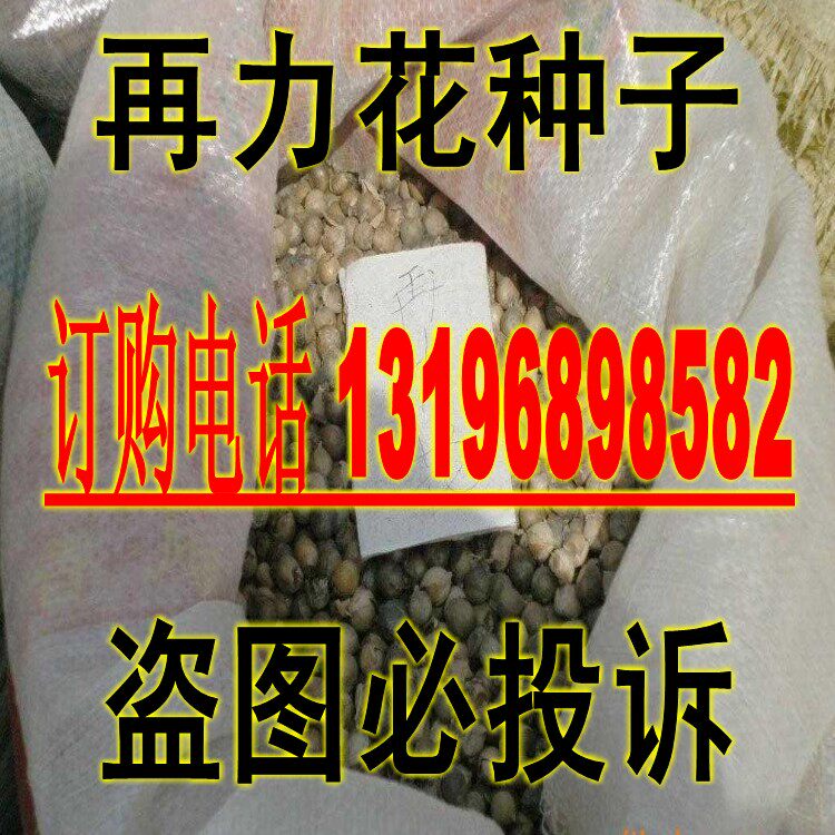 再力花种子 水竹芋 水莲蕉 塔利亚 多年生挺水草本 水生植物种子