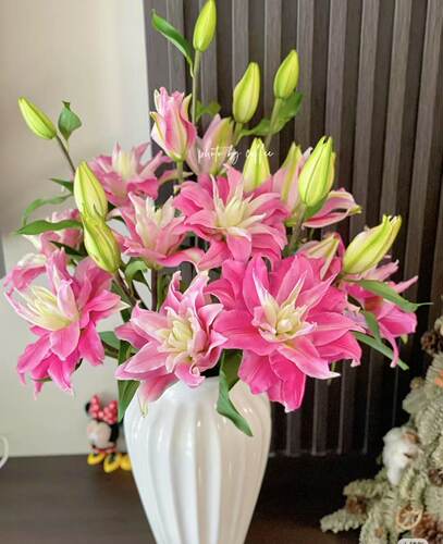 （红丝带）双A级重瓣百合云南基地直发家庭客厅高档次鲜切花包邮