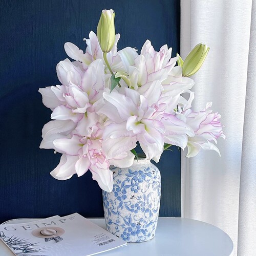 （冰美人）甜蜜约会重瓣百合带水果清香味百合界的天花板云南直发