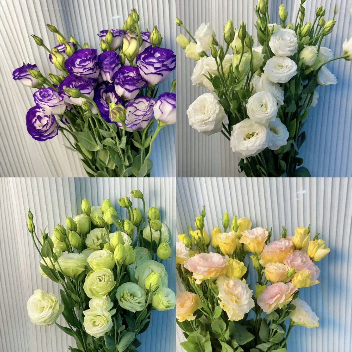 云南基地A级洋桔梗鲜花粉色桔梗绿色桔梗香槟色紫色桔梗顺丰包邮