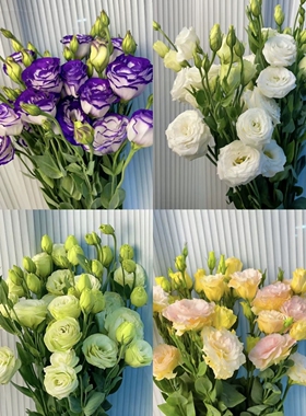 云南基地A级洋桔梗鲜花粉色桔梗绿色桔梗香槟色紫色桔梗顺丰包邮