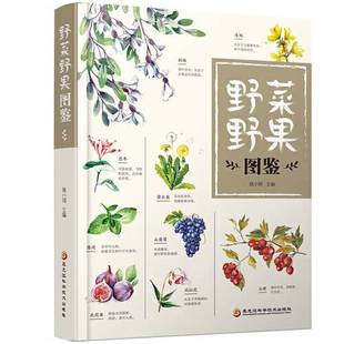 正版9成新图书丨 野菜野果图鉴  珞小玥主编 9787538898774