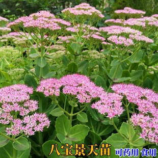 食用八宝景天苗阳台庭院植物蝎子草好养活宿根花卉药用三七植物苗