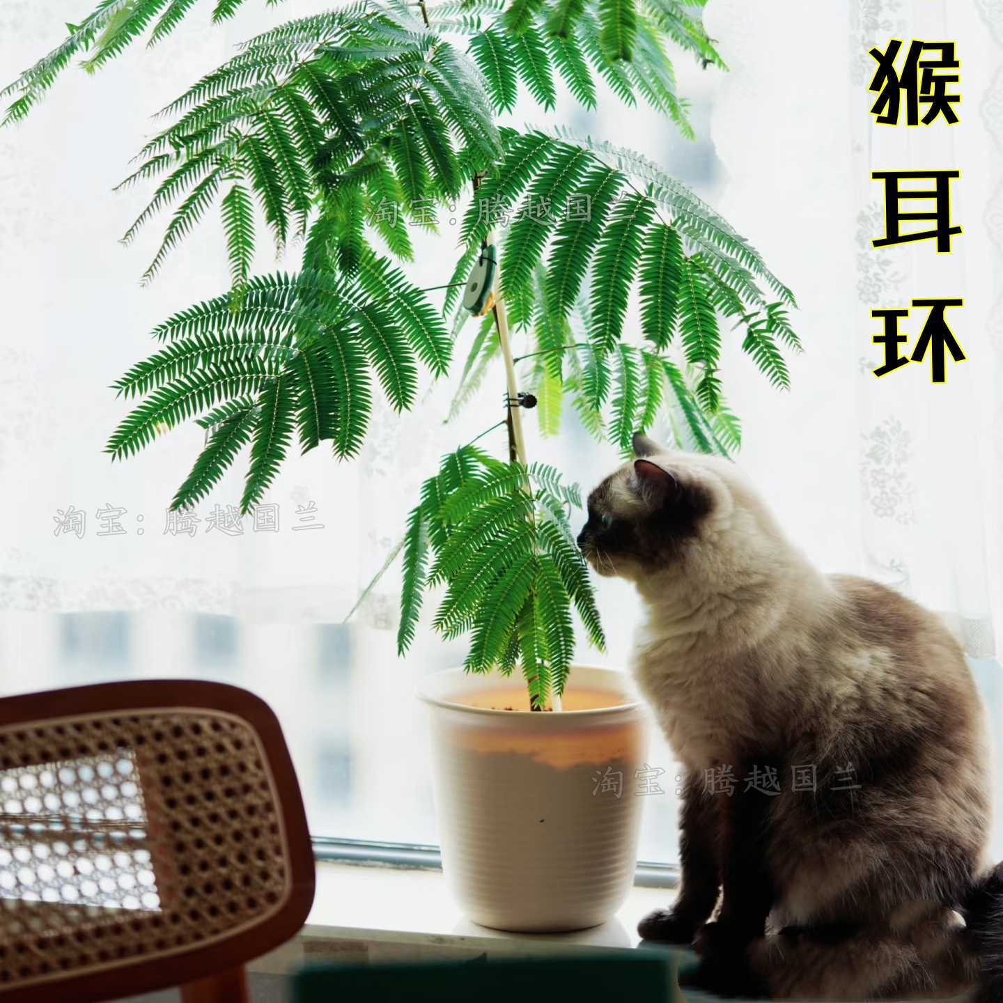 密叶猴耳环ins风热植网红绿植观叶小豆树日本密叶猴室内客厅盆栽