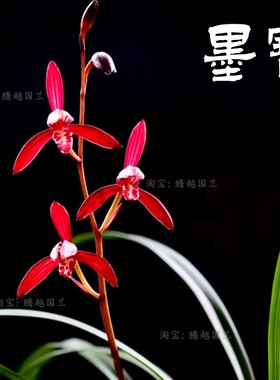 建兰墨宝贵妃醉酒暮山紫四季开花