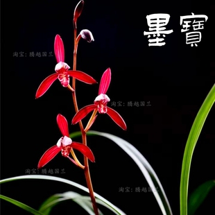 建兰四季兰墨宝贵妃醉酒暮山紫仙山红名贵兰花客厅阳台办公室花卉