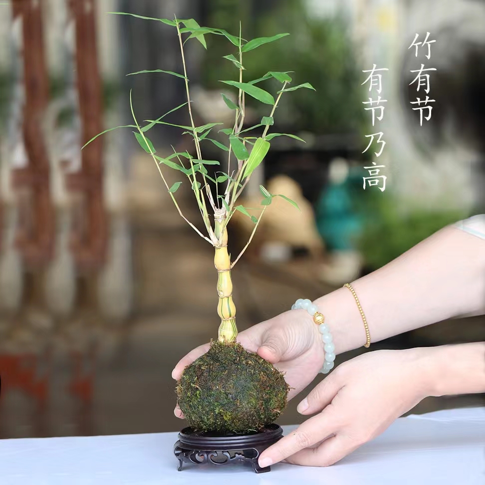 佛肚竹苔藓球庭院茶几雅致秀气