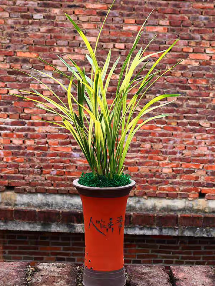 兰花苗建兰八宝奇珍山水画锦旗线艺虎斑艺中透艺室内客厅桌面花卉