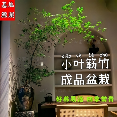 小叶簕竹成品带盆栽室内美观绿植