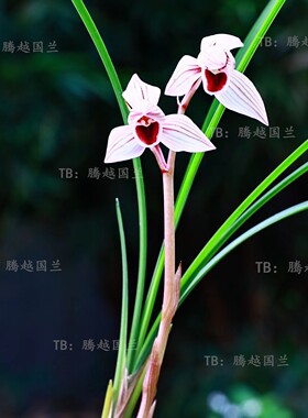 莲瓣心心相印兰花浓香漂亮好养活