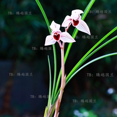 莲瓣心心相印兰花浓香漂亮好养活