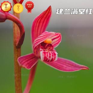 名贵兰花苗建兰满堂红胭脂红浓香室内客厅办公室桌面绿植花卉盆栽