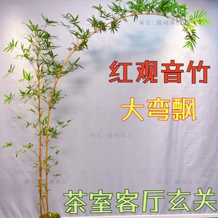 精品红竹红观音竹弯飘枝水培大型绿植盆景庭院室内茶室四季好养