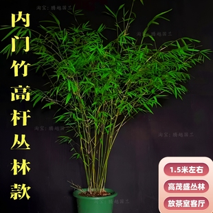 内门竹盆栽高杆丛林款四季常青优雅禅意室内客厅庭院茶室精品绿植