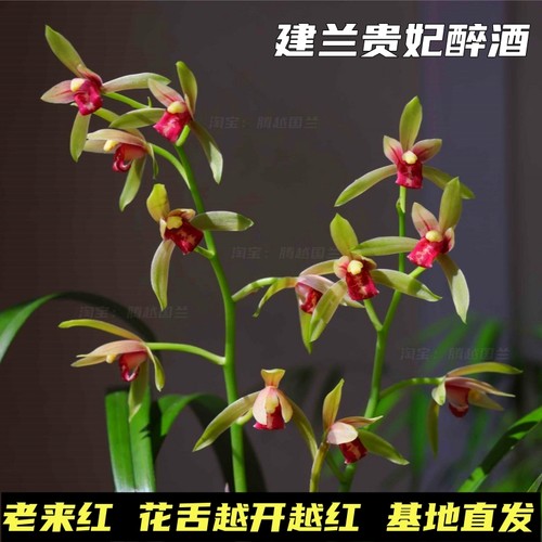 建兰贵妃醉酒浓香型桌面室内兰花