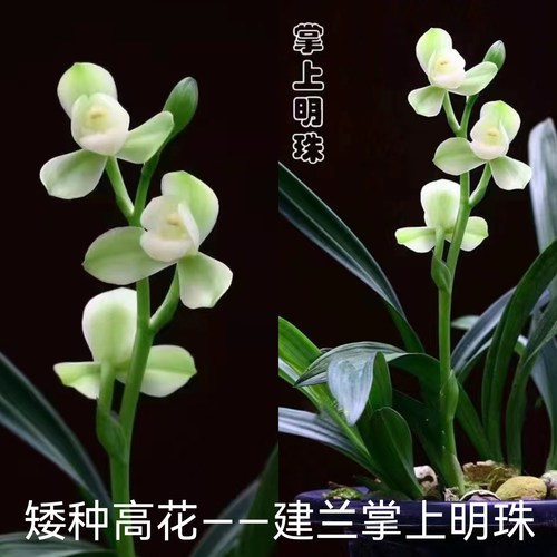 名贵矮种兰花掌上明珠荷瓣兰花