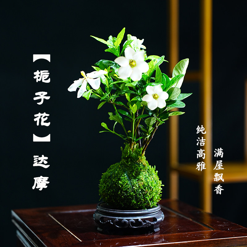 达摩栀子花苔藓球水培植物四季常青开花浓香室内茶桌微型盆栽好养