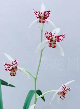 建兰雪舞红尘洁白浓香老种好养