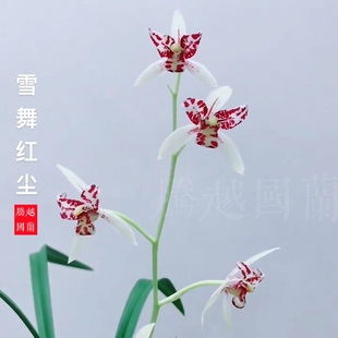建兰四季兰雪舞红尘兰花苗白花三星蝶浓香好养室内花卉绿植盆栽