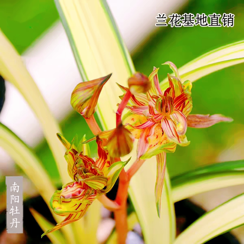 墨兰南阳牡丹兰花中透艺浓香奇花