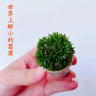 蝉小川菖蒲桌面迷你盆栽室内茶桌微型盆景观叶植物黄金姬金钱菖蒲